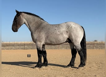 Arbeitspferd Mix, Wallach, 6 Jahre, 183 cm, Roan-Blue