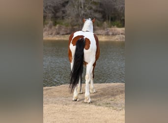 Arbeitspferd Mix, Wallach, 6 Jahre, 183 cm, Schecke