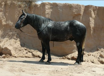 Arbeitspferd, Wallach, 6 Jahre, Apfelschimmel
