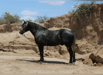 Arbeitspferd, Wallach, 6 Jahre, Apfelschimmel