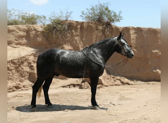 Arbeitspferd, Wallach, 6 Jahre, Apfelschimmel