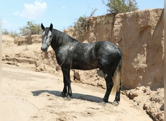 Arbeitspferd, Wallach, 6 Jahre, Apfelschimmel