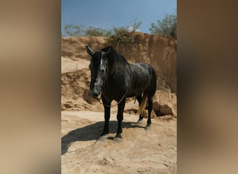 Arbeitspferd, Wallach, 6 Jahre, Apfelschimmel