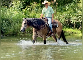 Arbeitspferd Mix, Wallach, 6 Jahre, Buckskin