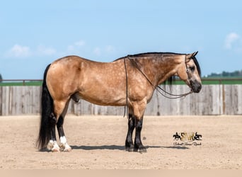 Arbeitspferd Mix, Wallach, 6 Jahre, Buckskin