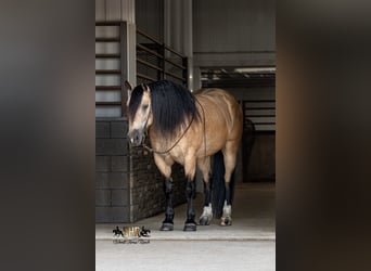 Arbeitspferd Mix, Wallach, 6 Jahre, Buckskin