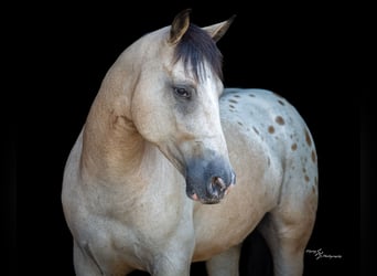 Arbeitspferd Mix, Wallach, 6 Jahre, Buckskin