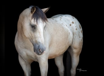 Arbeitspferd Mix, Wallach, 6 Jahre, Buckskin