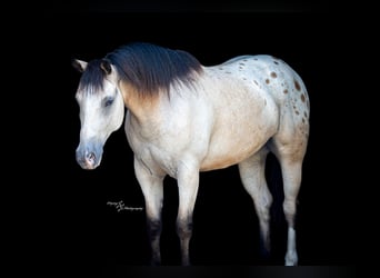 Arbeitspferd Mix, Wallach, 6 Jahre, Buckskin