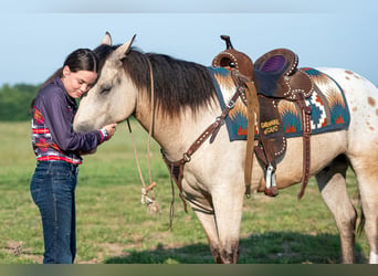Arbeitspferd Mix, Wallach, 6 Jahre, Buckskin