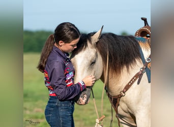 Arbeitspferd Mix, Wallach, 6 Jahre, Buckskin