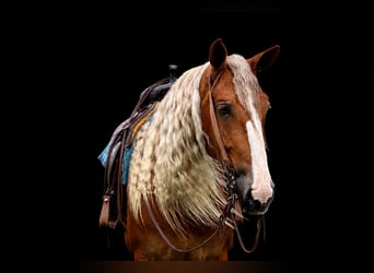 Arbeitspferd Mix, Wallach, 6 Jahre, Dunkelfuchs