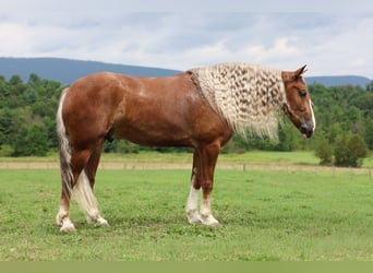 Arbeitspferd Mix, Wallach, 6 Jahre, Dunkelfuchs