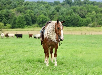 Arbeitspferd Mix, Wallach, 6 Jahre, Dunkelfuchs