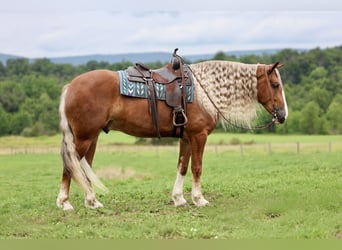 Arbeitspferd Mix, Wallach, 6 Jahre, Dunkelfuchs