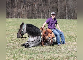 Arbeitspferd, Wallach, 6 Jahre, Roan-Blue