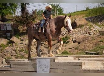 Arbeitspferd Mix, Wallach, 6 Jahre, Roan-Red
