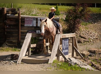 Arbeitspferd Mix, Wallach, 6 Jahre, Roan-Red