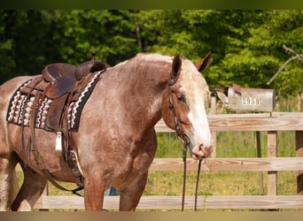 Arbeitspferd Mix, Wallach, 6 Jahre, Roan-Red