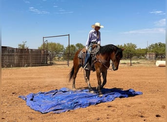 Arbeitspferd, Wallach, 6 Jahre, Rotbrauner