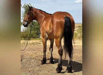 Arbeitspferd, Wallach, 6 Jahre, Rotbrauner