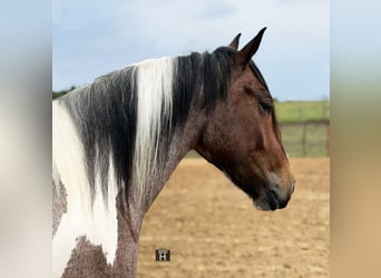 Arbeitspferd Mix, Wallach, 6 Jahre, Schecke