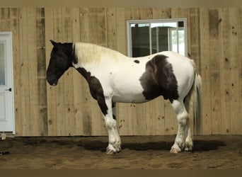 Arbeitspferd Mix, Wallach, 6 Jahre, Schecke