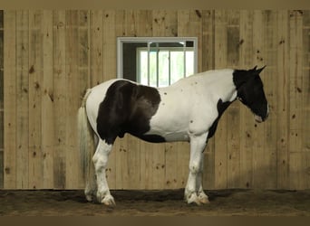 Arbeitspferd Mix, Wallach, 6 Jahre, Schecke