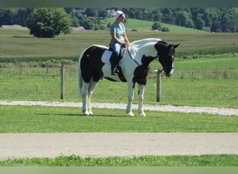 Arbeitspferd Mix, Wallach, 6 Jahre, Schecke