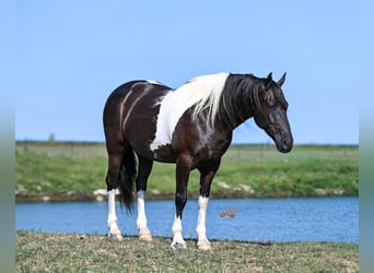 Arbeitspferd Mix, Wallach, 6 Jahre, Schecke