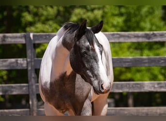 Arbeitspferd Mix, Wallach, 6 Jahre, Schecke