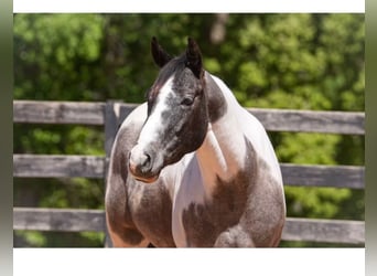 Arbeitspferd Mix, Wallach, 6 Jahre, Schecke
