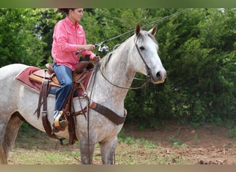 Arbeitspferd Mix, Wallach, 6 Jahre, Schimmel