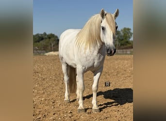 Arbeitspferd Mix, Wallach, 6 Jahre, Schimmel