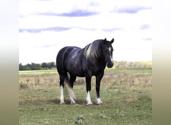 Arbeitspferd Mix, Wallach, 6 Jahre, Schimmel