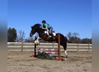 Arbeitspferd, Wallach, 6 Jahre, Tobiano-alle-Farben