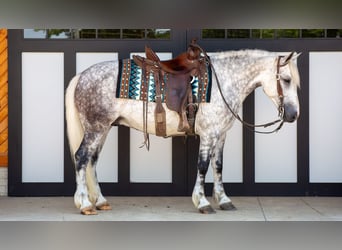 Arbeitspferd Mix, Wallach, 7 Jahre, 142 cm, Schimmel