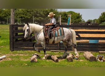 Arbeitspferd Mix, Wallach, 7 Jahre, 142 cm, Schimmel