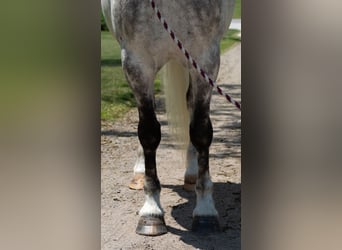 Arbeitspferd Mix, Wallach, 7 Jahre, 142 cm, Schimmel