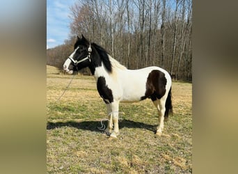 Arbeitspferd, Wallach, 7 Jahre, 142 cm, Tobiano-alle-Farben