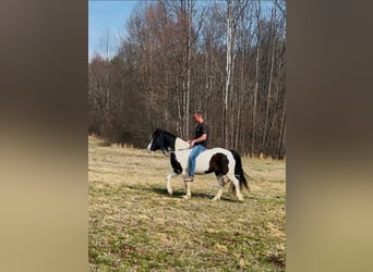 Arbeitspferd, Wallach, 7 Jahre, 142 cm, Tobiano-alle-Farben