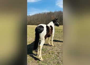 Arbeitspferd, Wallach, 7 Jahre, 142 cm, Tobiano-alle-Farben