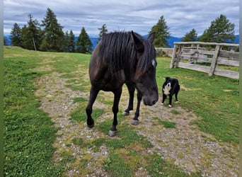 Arbeitspferd Mix, Wallach, 7 Jahre, 148 cm, Rappe