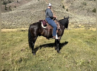 Arbeitspferd Mix, Wallach, 7 Jahre, 150 cm, Rappe