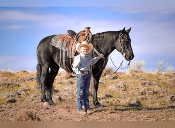 Arbeitspferd Mix, Wallach, 7 Jahre, 150 cm, Rappe