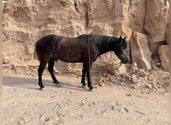 Arbeitspferd, Wallach, 7 Jahre, 150 cm, Schimmel