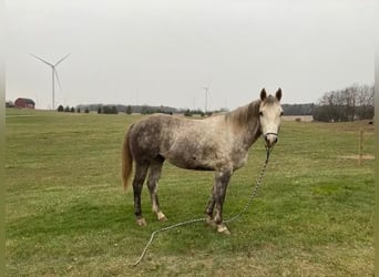 Arbeitspferd, Wallach, 7 Jahre, 152 cm, Apfelschimmel