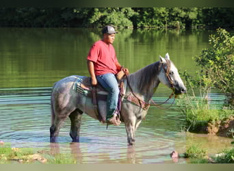 Arbeitspferd, Wallach, 7 Jahre, 152 cm, Apfelschimmel