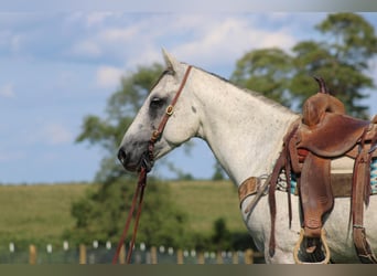 Arbeitspferd, Wallach, 7 Jahre, 152 cm, Apfelschimmel