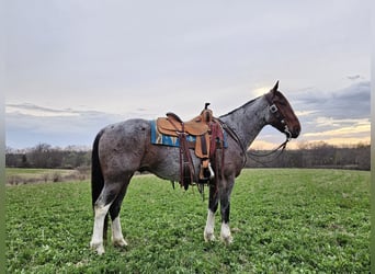Arbeitspferd Mix, Wallach, 7 Jahre, 152 cm, Roan-Bay